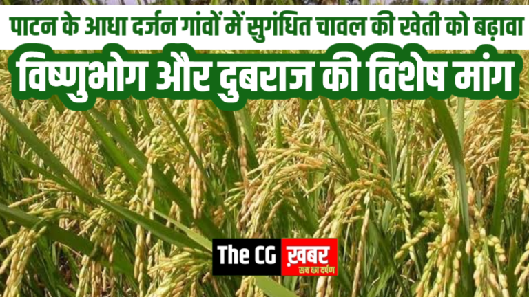पाटन के आधा दर्जन गांवों में सुगंधित चावल की खेती को बढ़ावा: विष्णुभोग और दुबराज की विशेष मांग